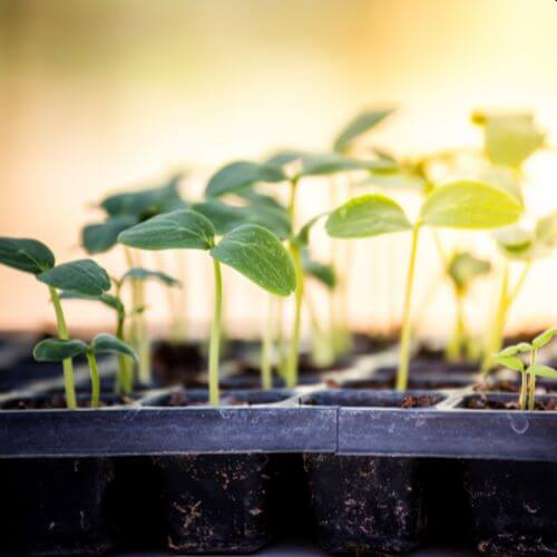 Seedlings growing in pots