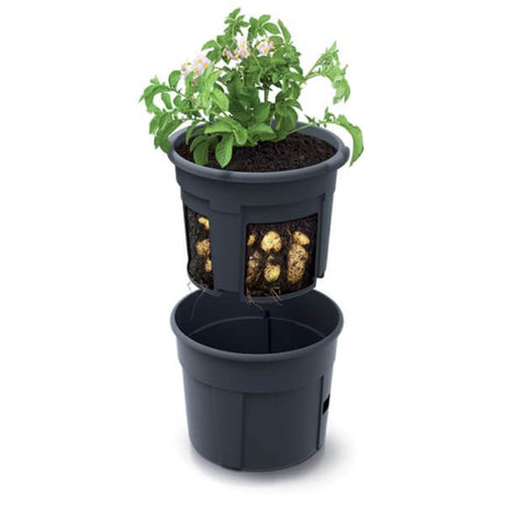 potato growing in pot on white background