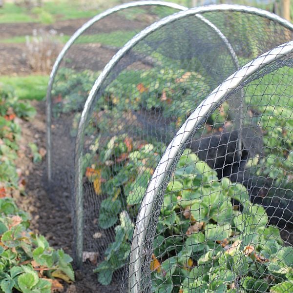 aluminium garden hoops with bird netting over strawberries