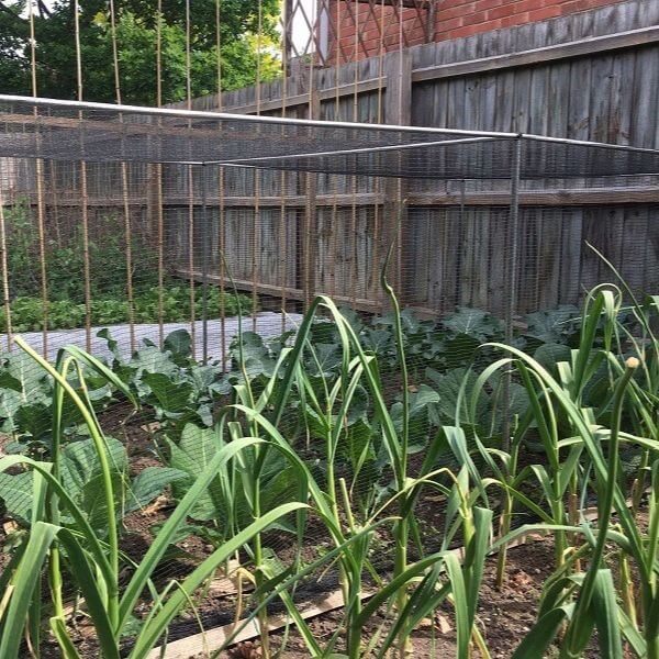 Vegetable cage over cabbages