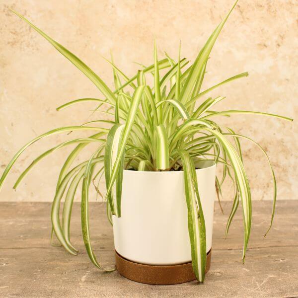 Three white plant pots with plants, in different sizes, placed on a wooden surface against a textured wall.