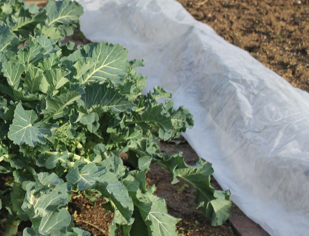 garden fleece laid over cabbages