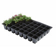 A black plastic seed tray with 40 individual cells, some cells are filled with soil and have young plants growing.