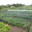 500mm high cages over vegetables in allotment