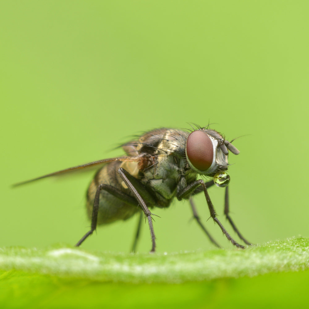 Carrot Root Fly Pest