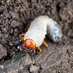 Live chafer grub crawling in soil