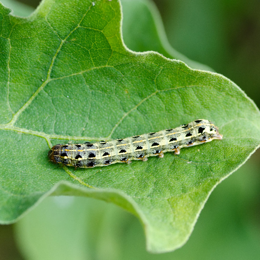 Caterpillar on a green leaf with a blurred green background