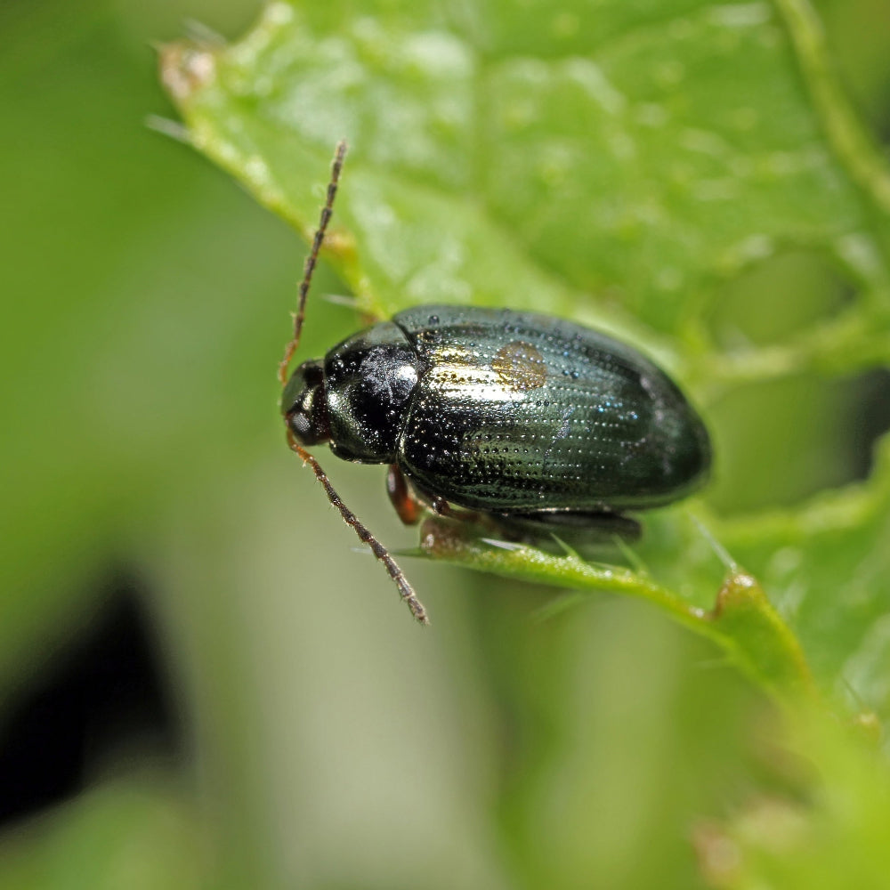 Flea beetle on leaf