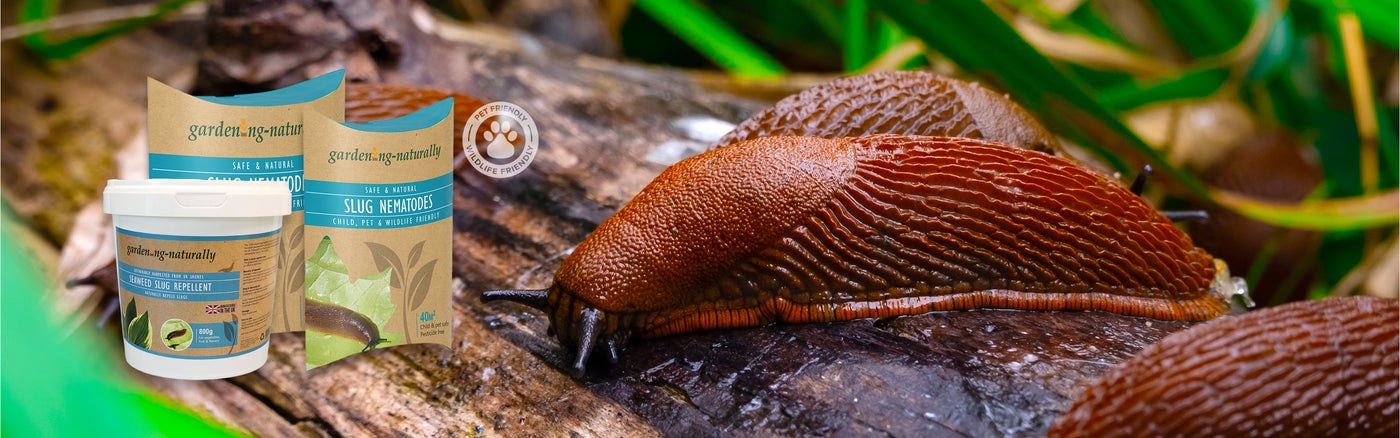 Slug Nematodes and protection