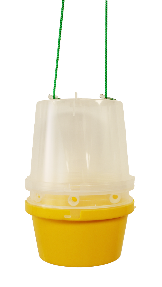 Fruit Fly Trap for Attractant