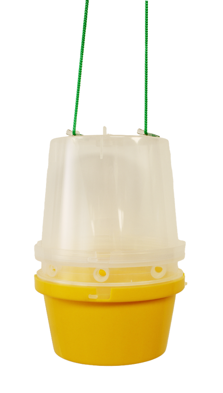 Fruit Fly Trap for Attractant