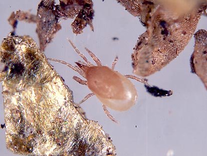 Natural Sciarid Fly Treatment Hypoline M 10,000 (Hypoaspis mites)