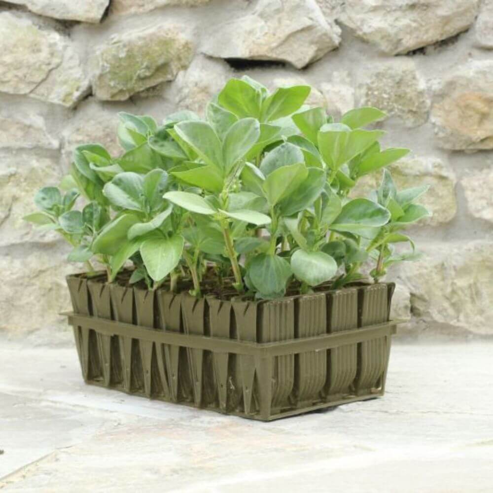 green deep rootrainer with plants in it on concrete base with wall in background