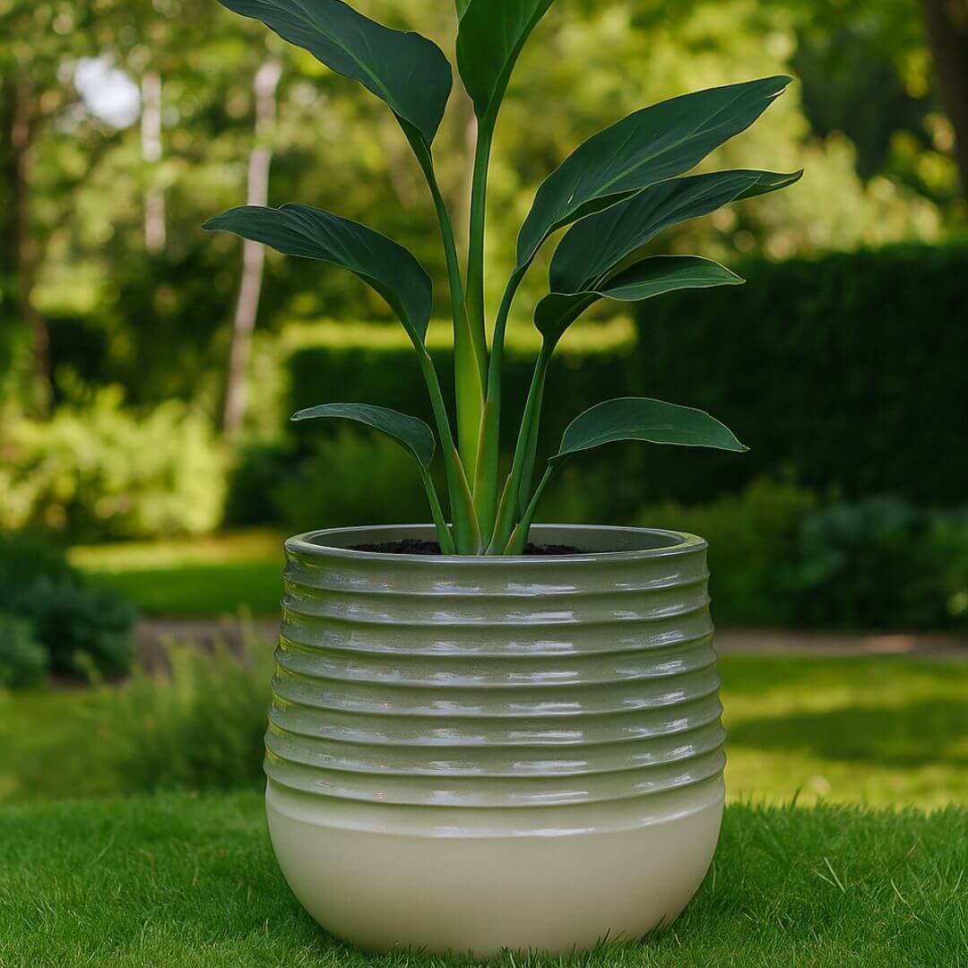Ceramic effect plant pot with plant in on grass