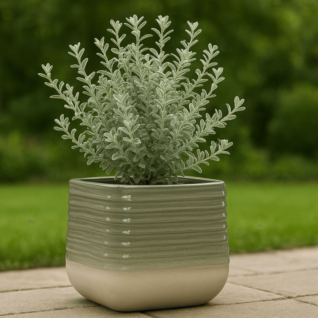 Square Plant Pot With Plant in it