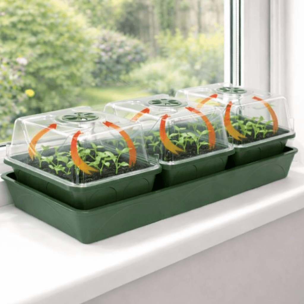 Green seedling propagator with transparent covers on a windowsill
