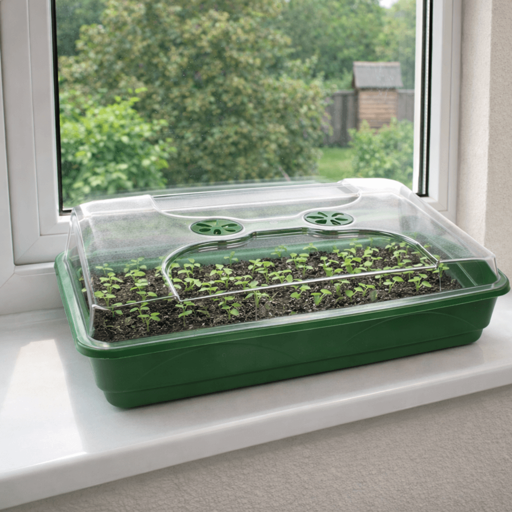 Green seedling tray with transparent lid on a windowsill