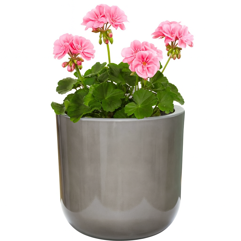 Gray pot with pink flowers on a white background
