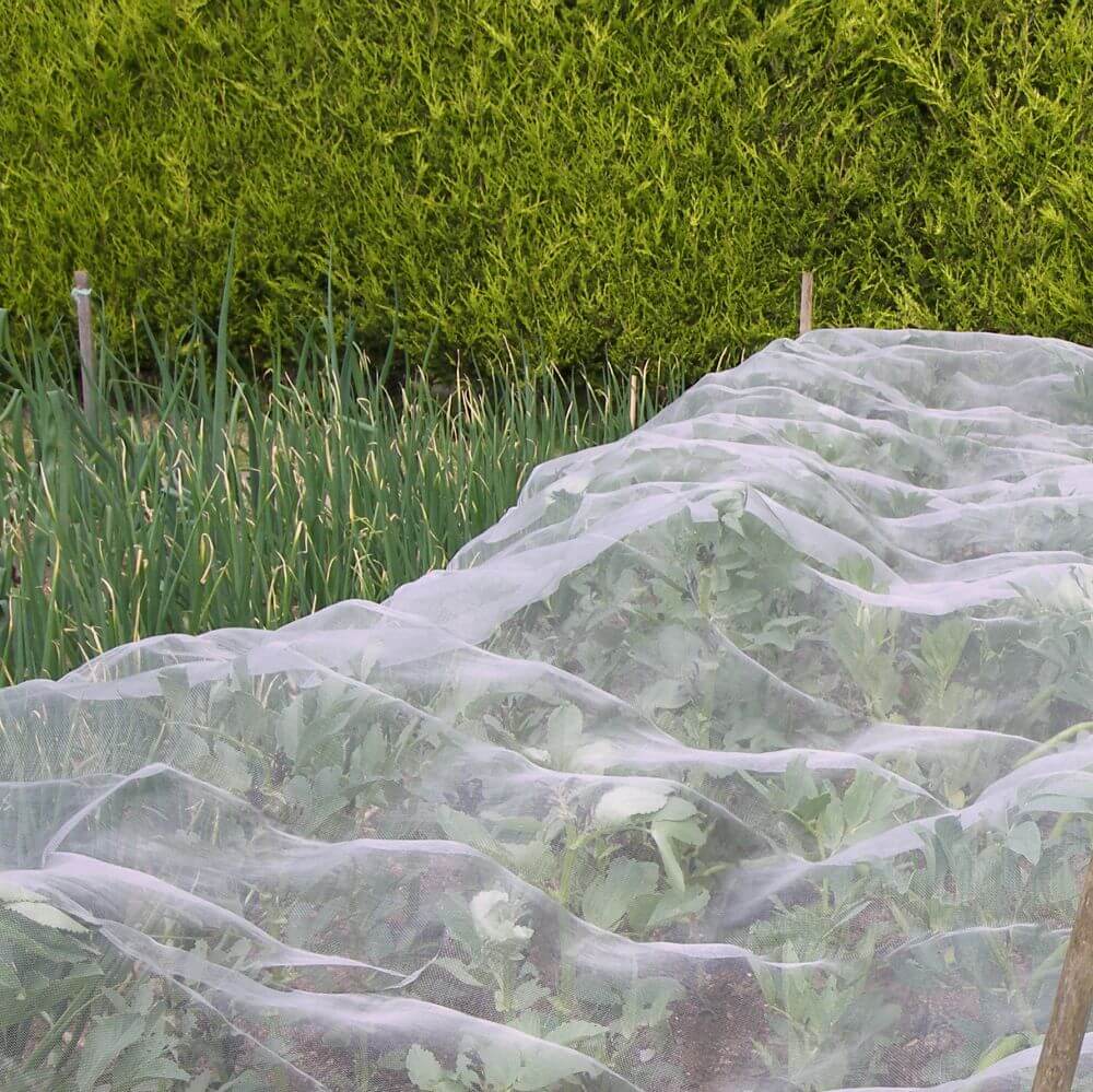 Vegetable garden with rows covered by a protective netting against pests.