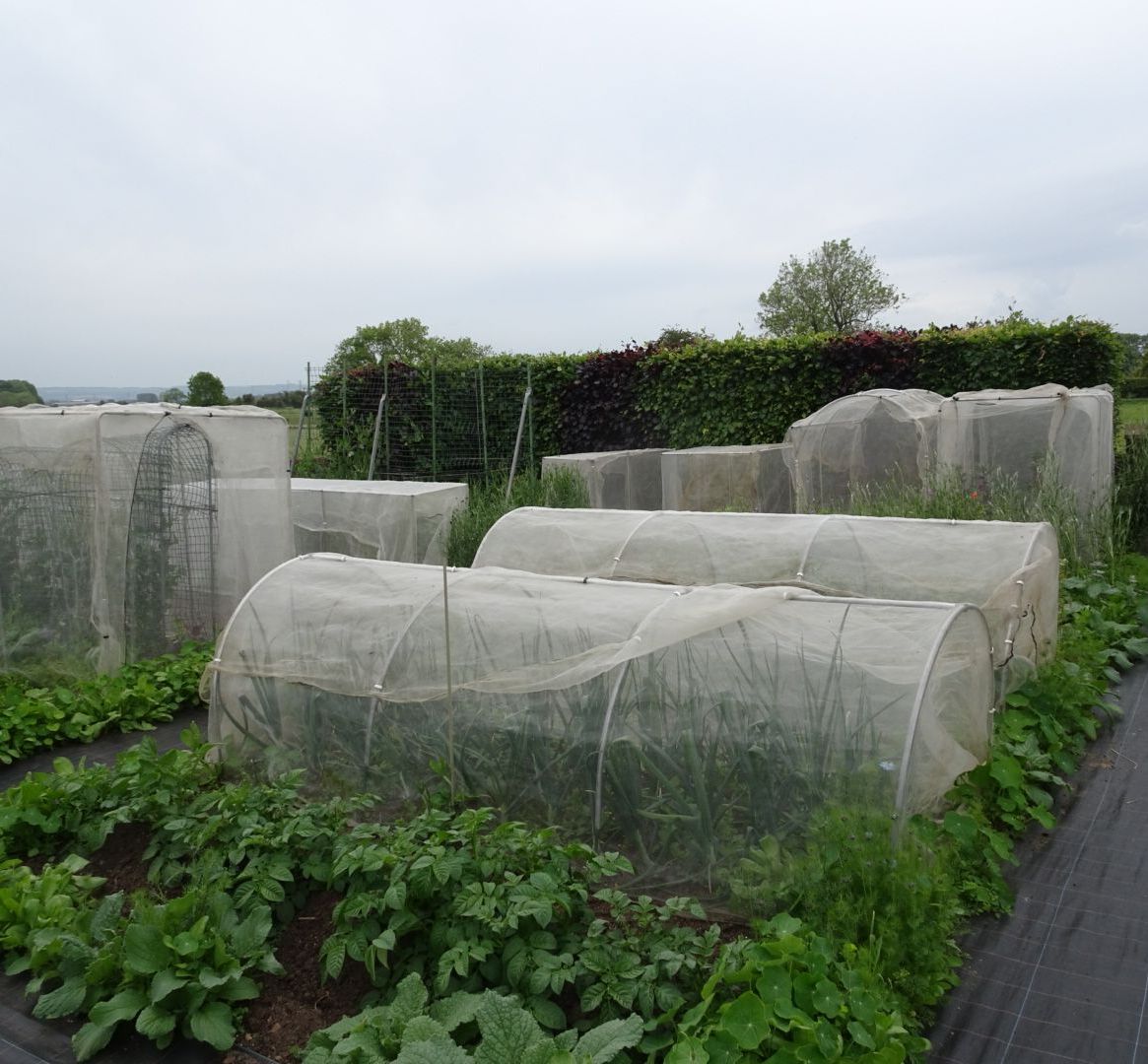 groups of garden tunnels covered with veggiemesh on allotment