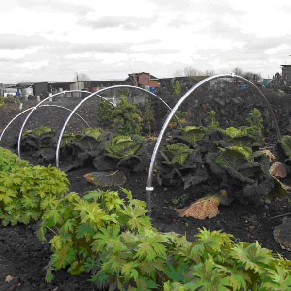 Garden hoops made of aluminum, set up over vetables , used to create a tunnel cloche for plant protection.