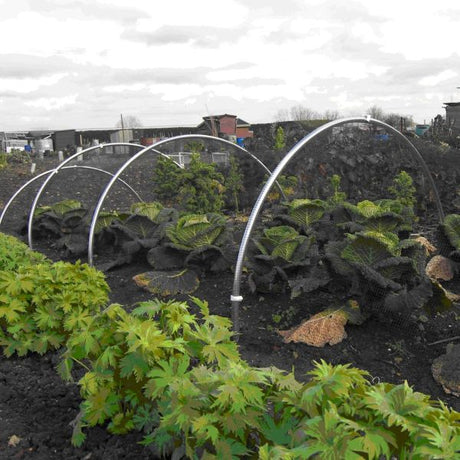 Garden hoops made of aluminum, set up over vetables , used to create a tunnel cloche for plant protection.