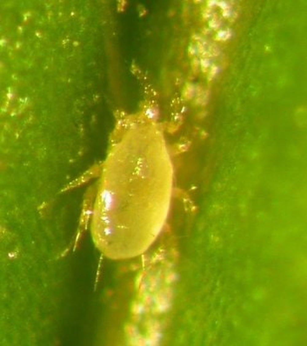 A close-up image of a spider mite on a green leaf.