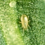 A predatory mite, Amblyseius cucumeris, on a green leaf.