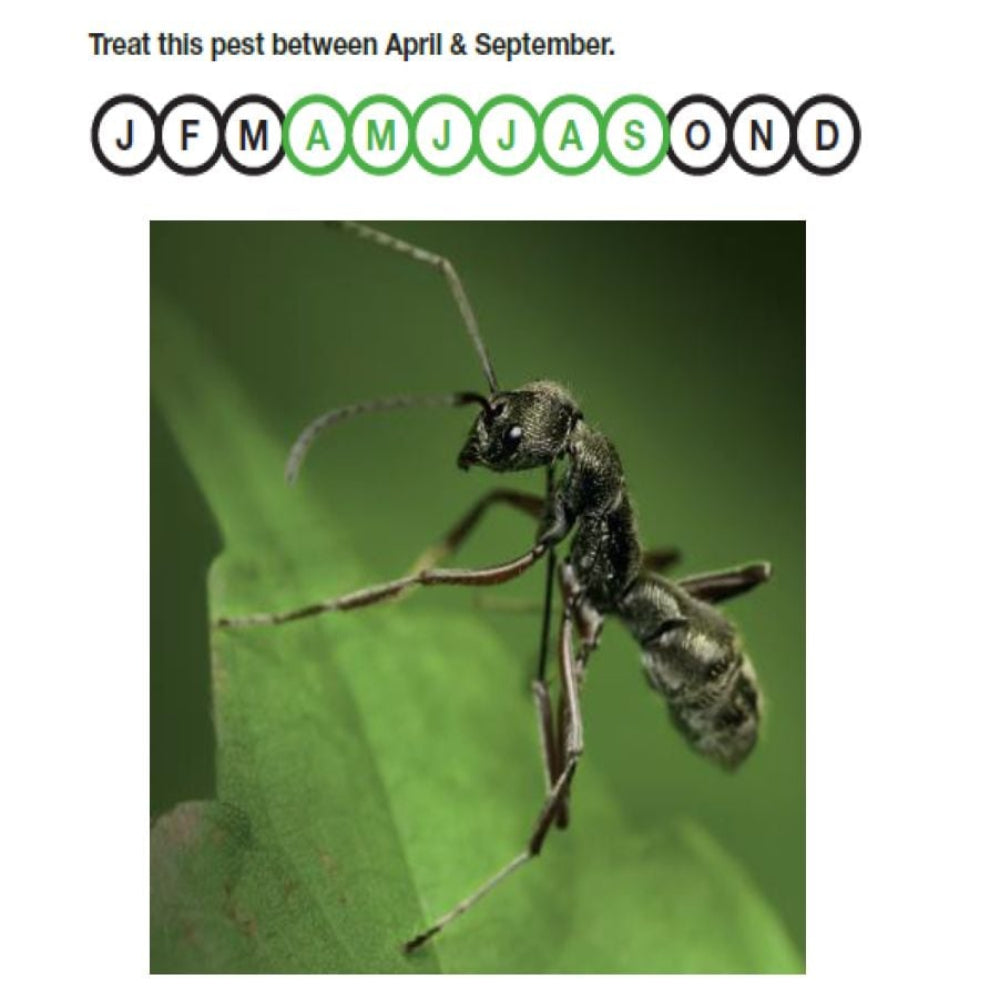 Ant Nematodes Control for 50 Nest Infestations