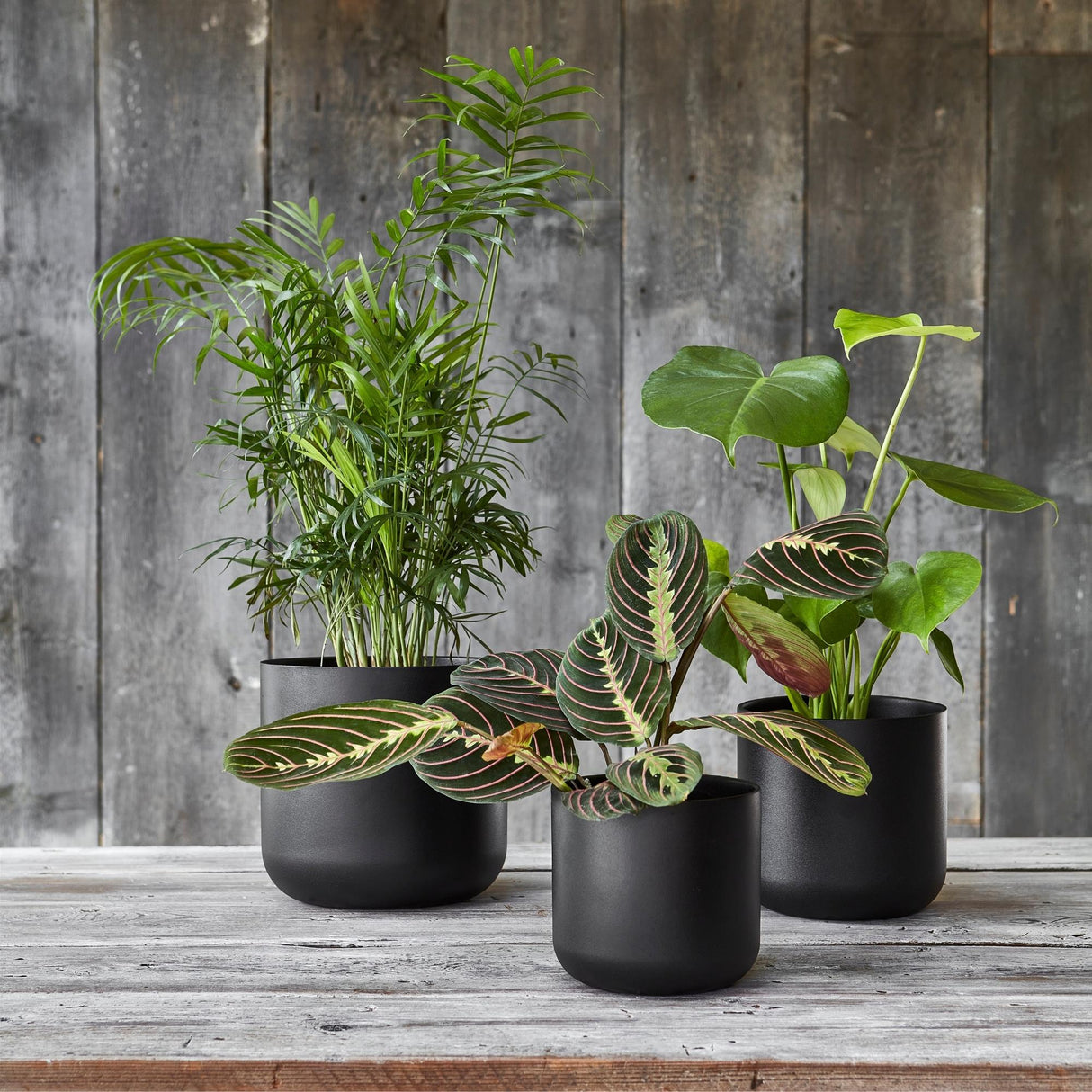 lisbon plant pots in house
