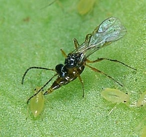 An Aphidius colemani wasp on a green leaf.