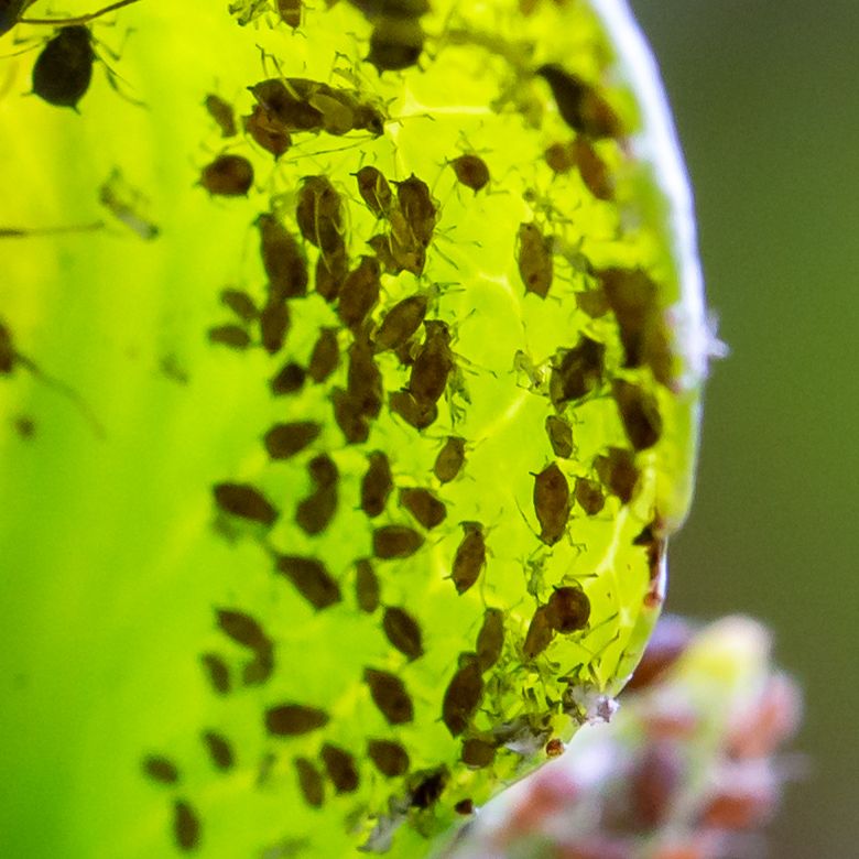 blackfly on a plant on green background