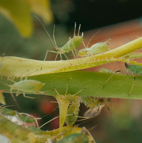 aphids greenfly on plant