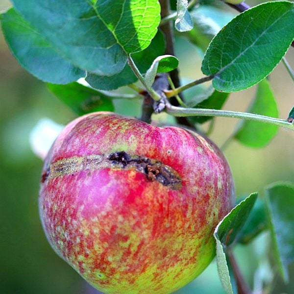damage by sawfly on an apple in a tree