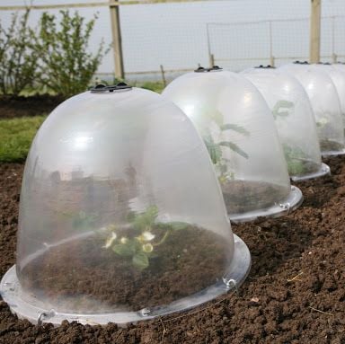 King size cloche in garden with plants underneath