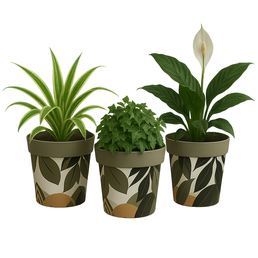 Three potted plants in decorative pots with leaf patterns on a white background