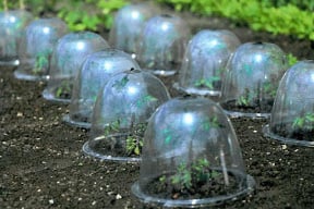 Victorian sytle bell cloches in garden with seedlings