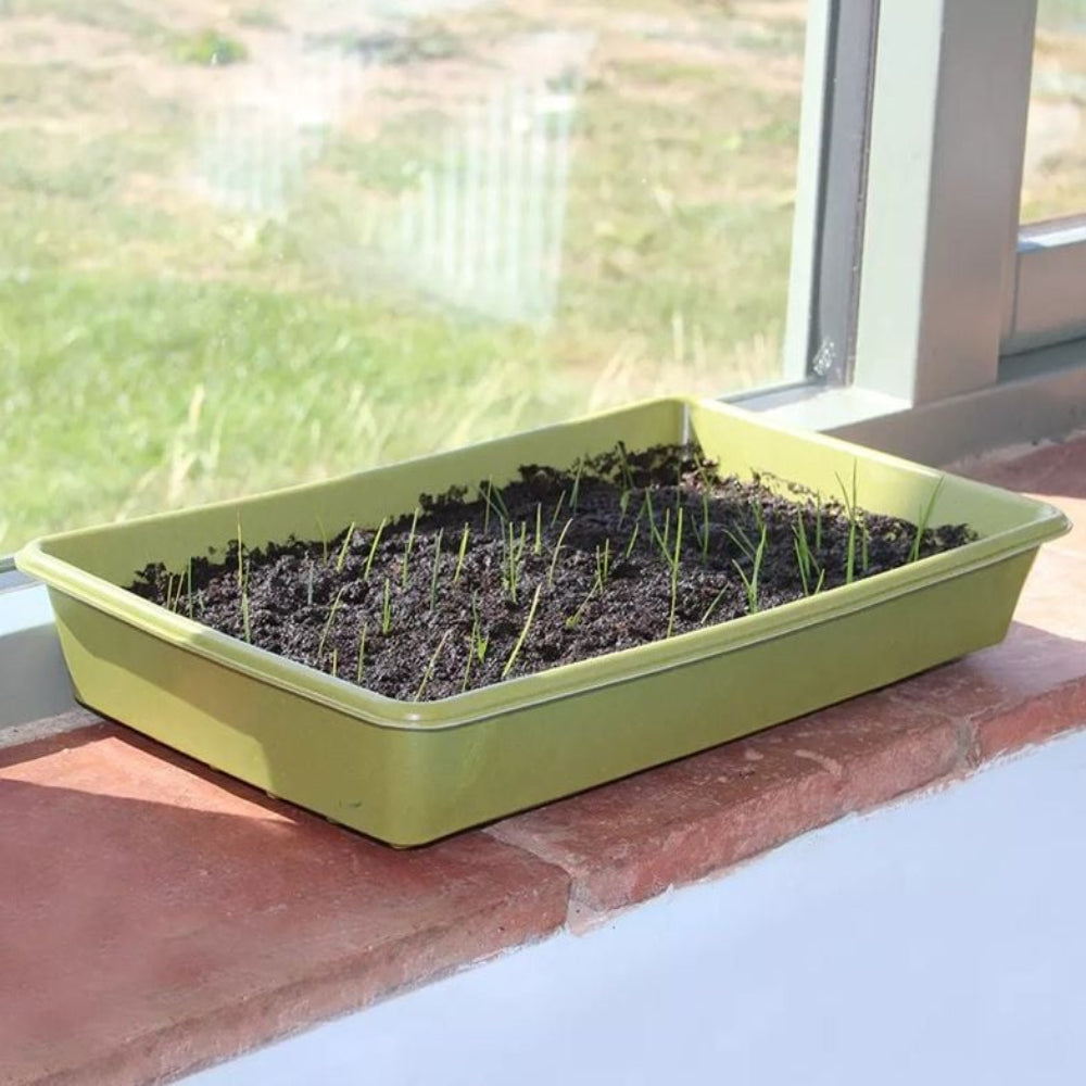 Bamboo seed tray on window ledge with seedlings growing