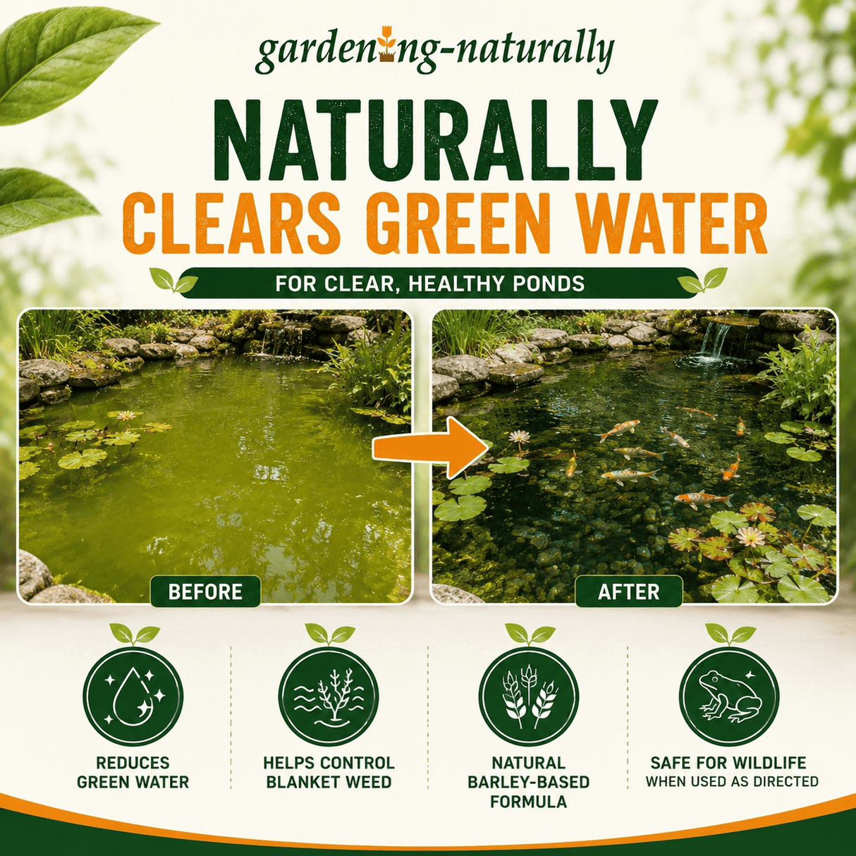 Barley Straw Extract Natural Pond Treatment