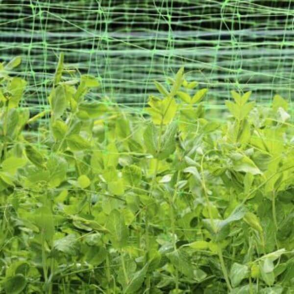 Green pea bean netting with plants