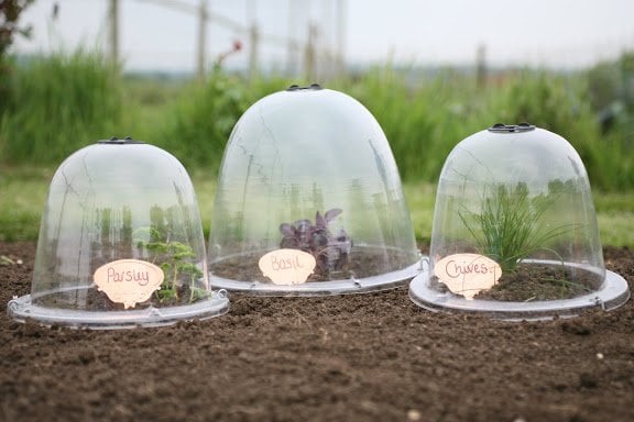 plant bell cloche over plants in garden