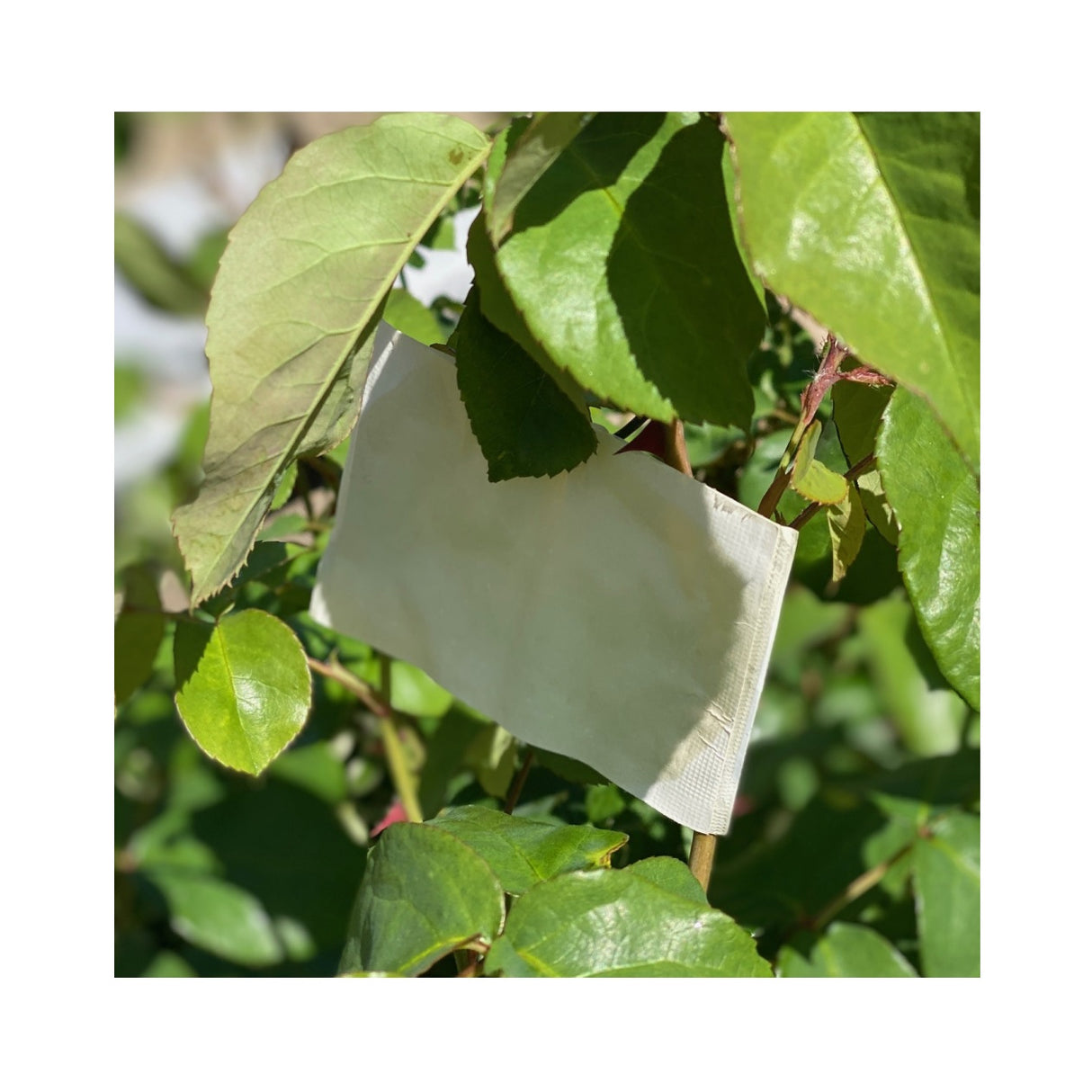 sachet of beneficial insect attractant
