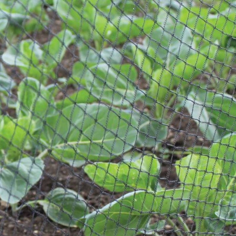 Black Bird netting shown over vegetables