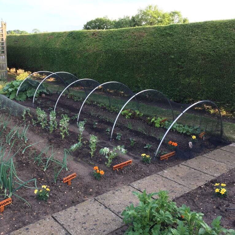 bird netting over aluminium garden hoops next to a bush