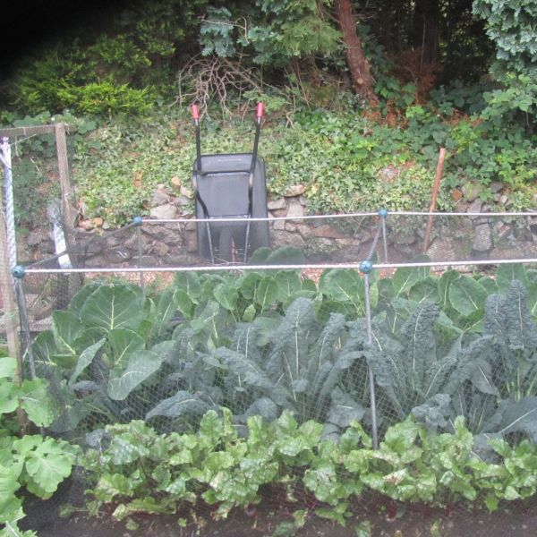 Vegetable cage with bird netting and vegetables