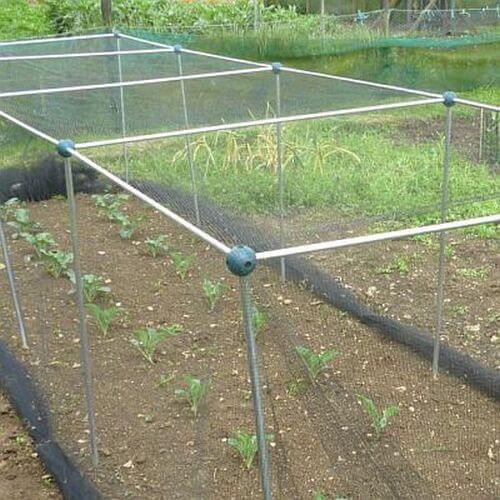 garden cage with bird netting and cabbagges growing