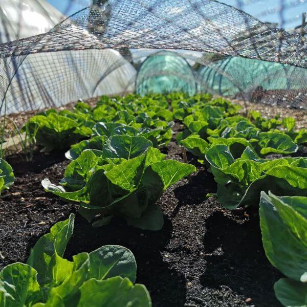 Black bird netting over cabbages