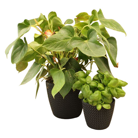 Plant Pot Knitted Effect Natural, White or Black