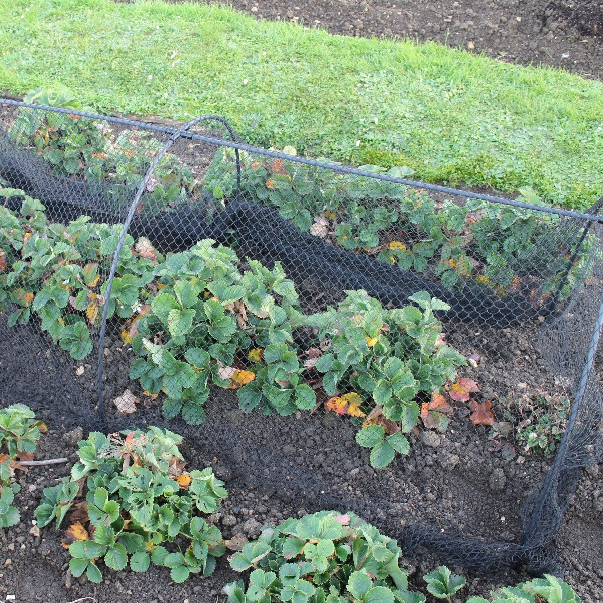 black garden netting on a garden tunnel