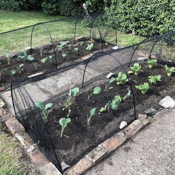 Butterfly netting on vegetable patch